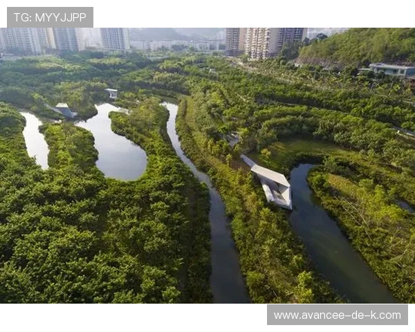 红树林娱乐：绿色生态娱乐项目推荐，让你在自然中放松身心